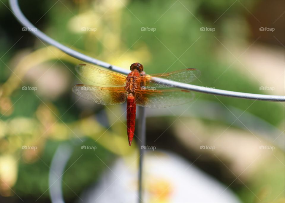 Red dragonfly