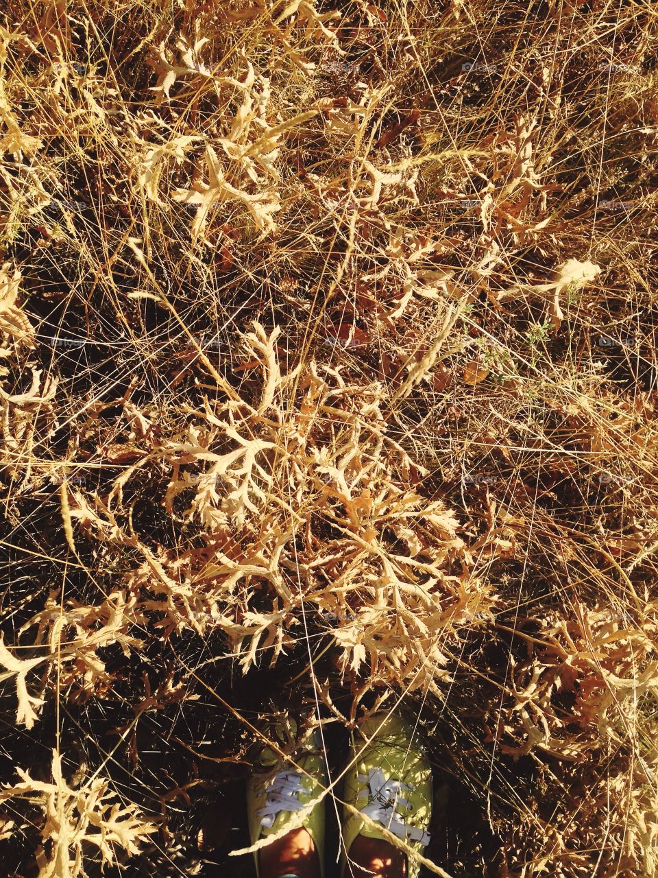 Beautiful autumn grass 