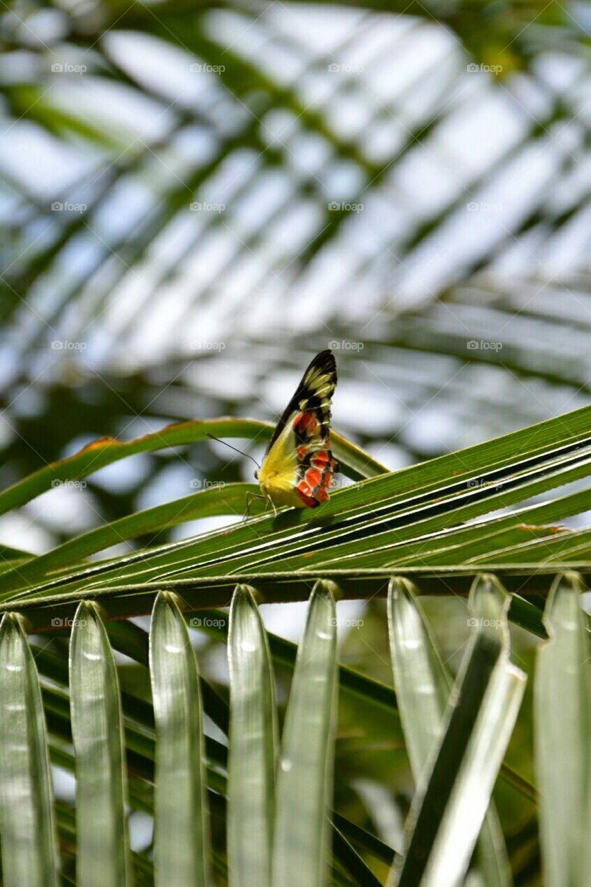 Unexpected butterfly