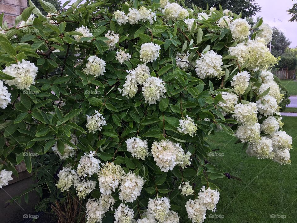 White flowers on this beautiful plant