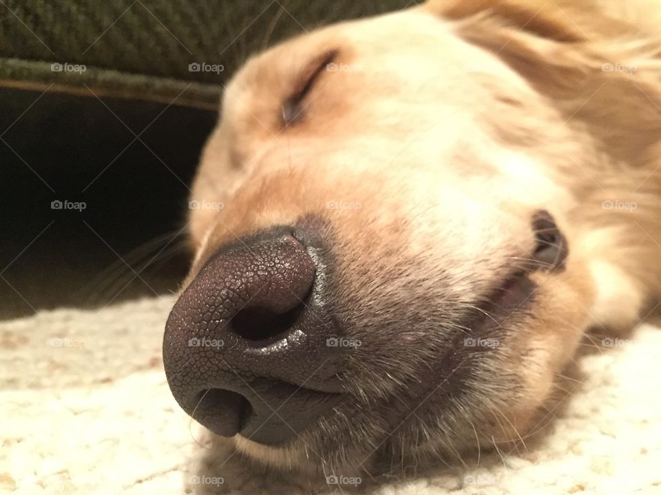 Golden retriever puppy 