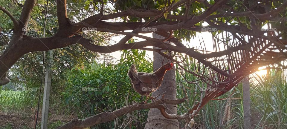 cock sitting branch of tree.