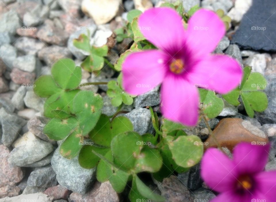 flower macro purple gravel by mrgrambo