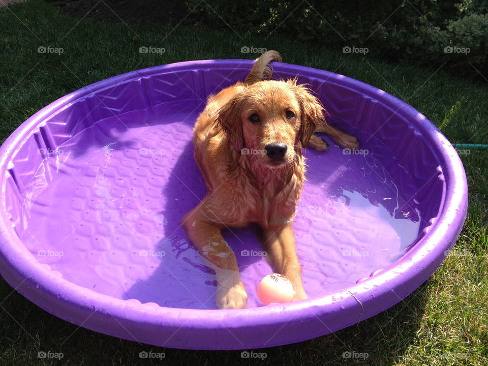 dog pet pool golden by amkrak
