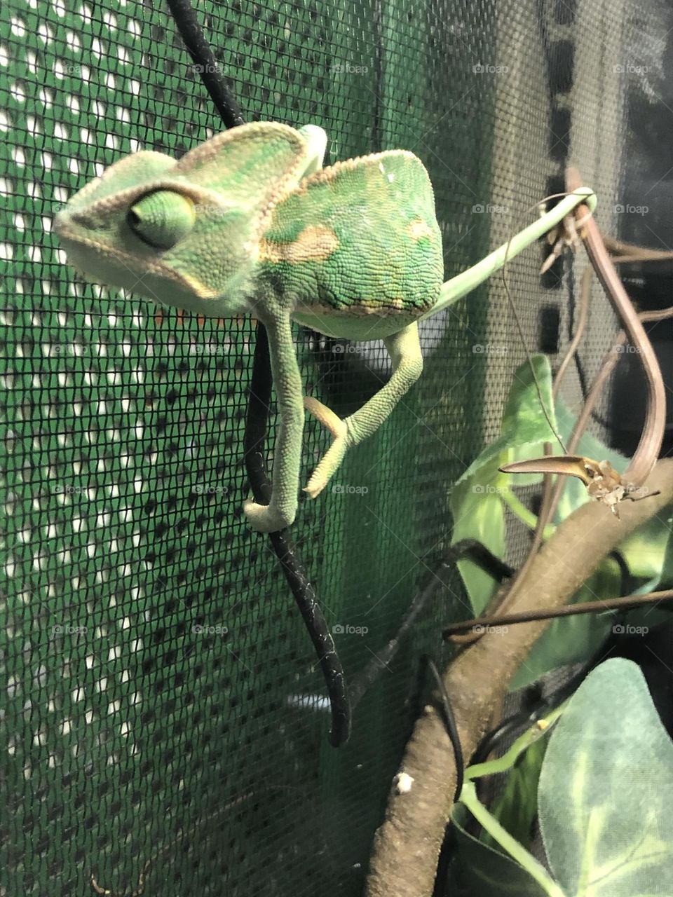 Close up to the Chameleon / green creature 🌿🦎 