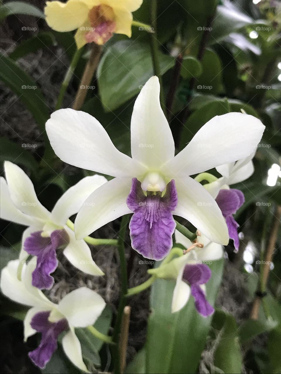 Orchid 5 