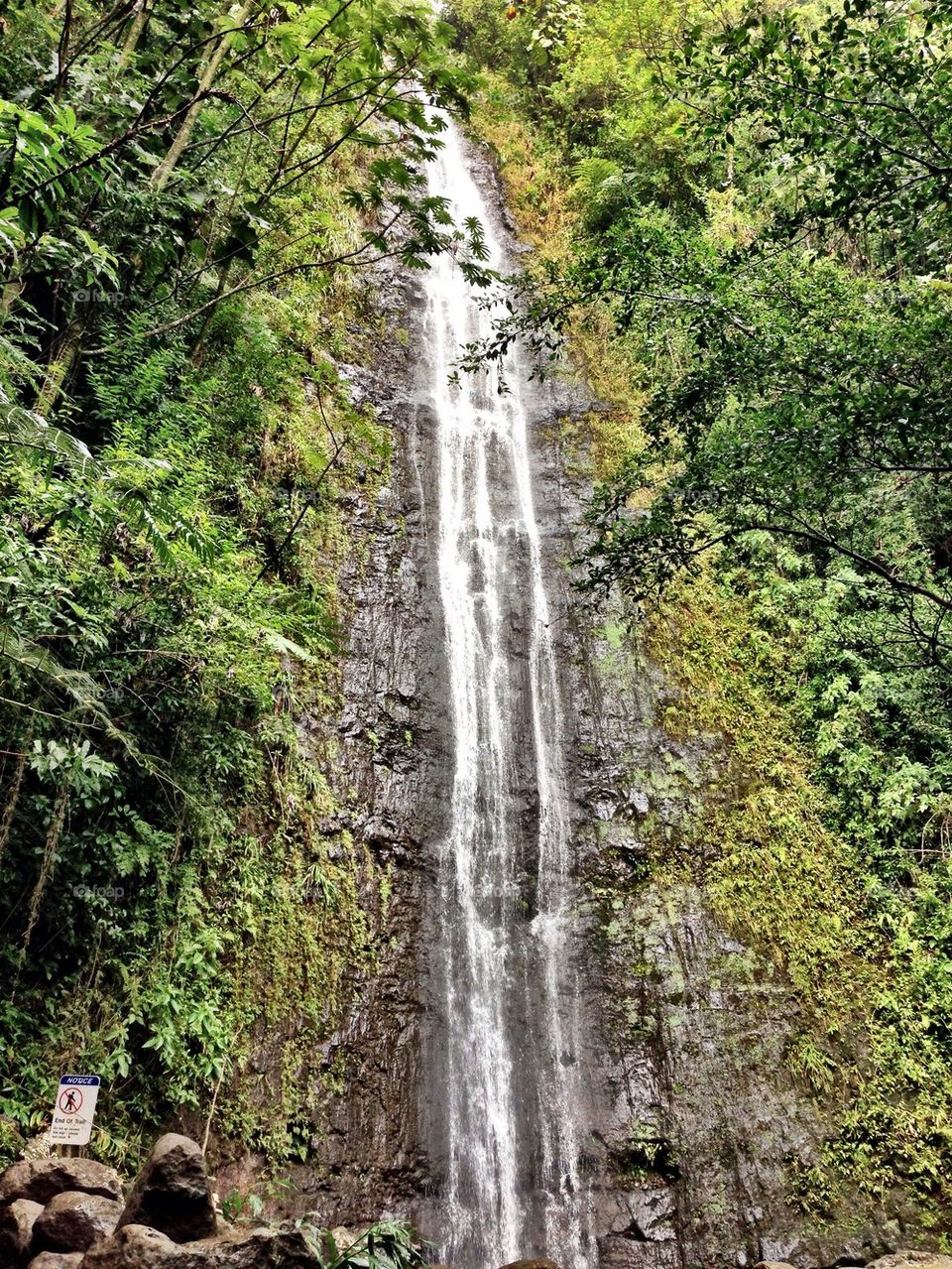 Manoa Falls Hawaii