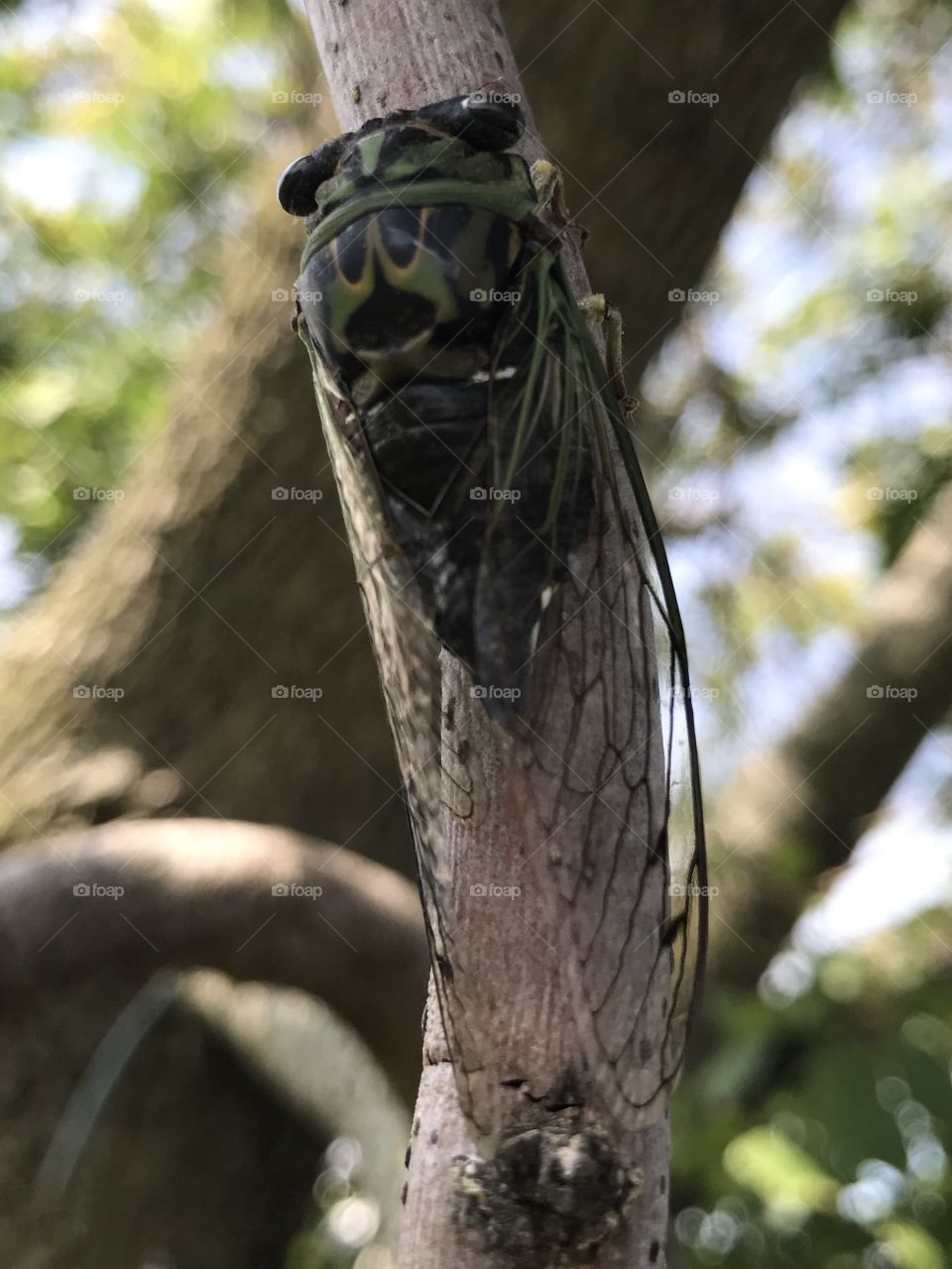 Cicadas in Illinois 