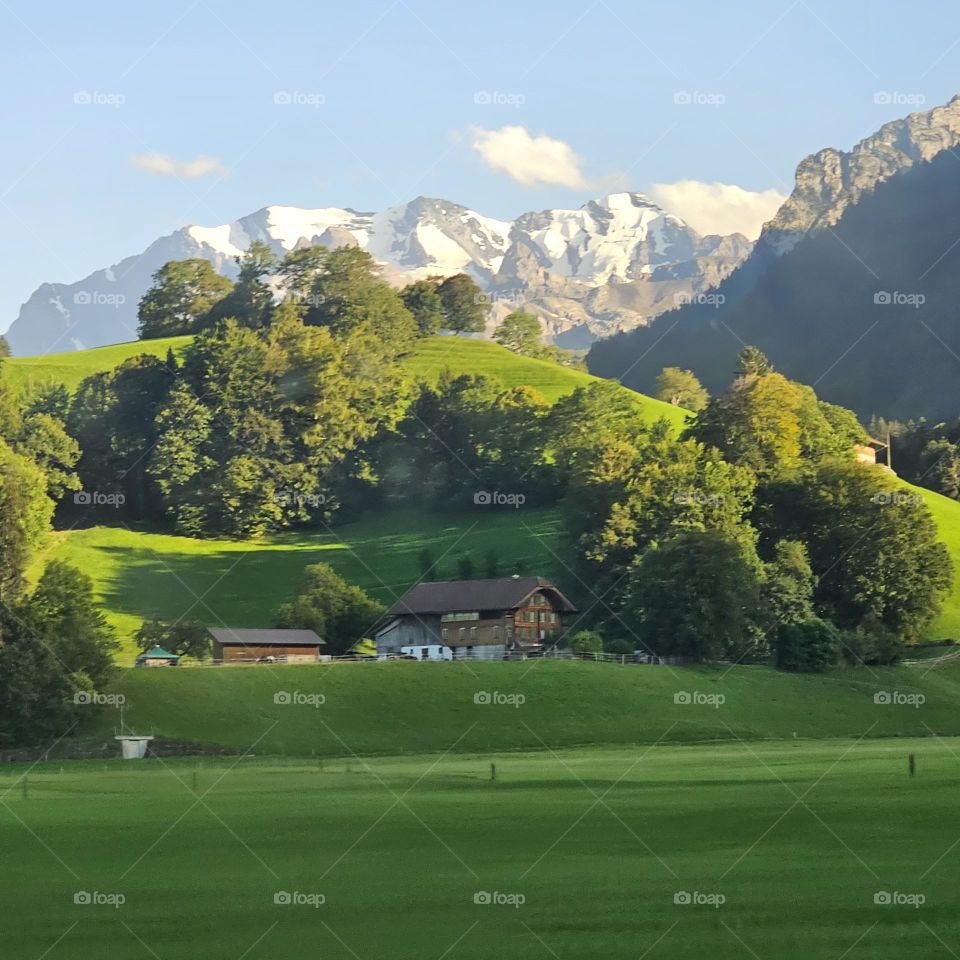 Oasis of Light and Grass