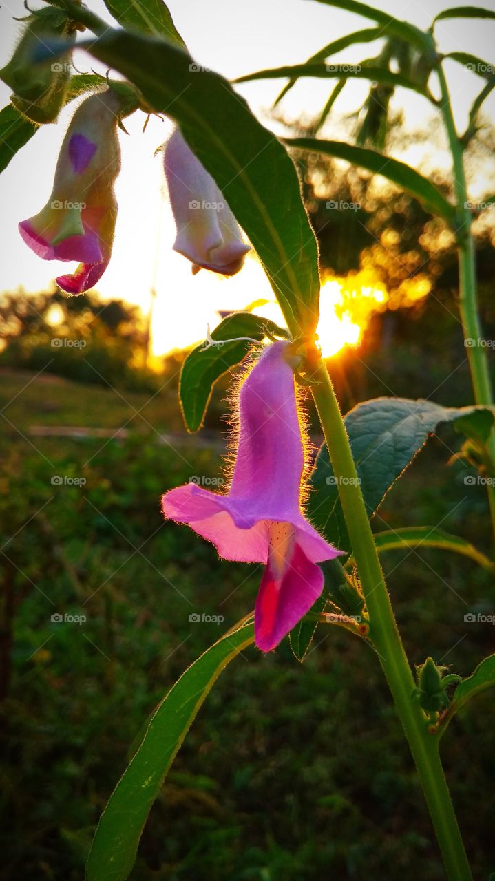 sunset and flower