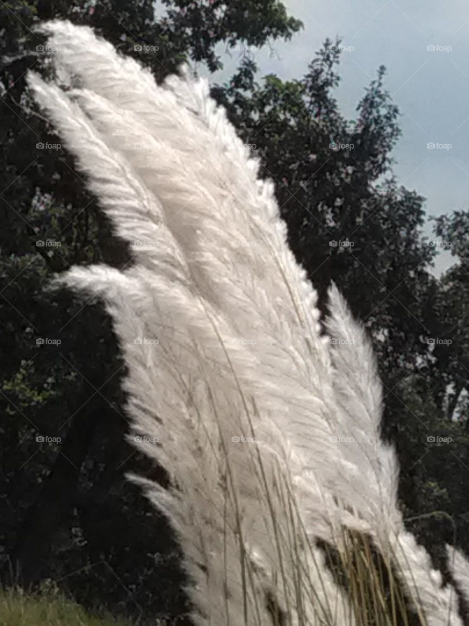 If you look carefully at the white flowers of the grass waving in the air, it seems like they have reached the jannat.