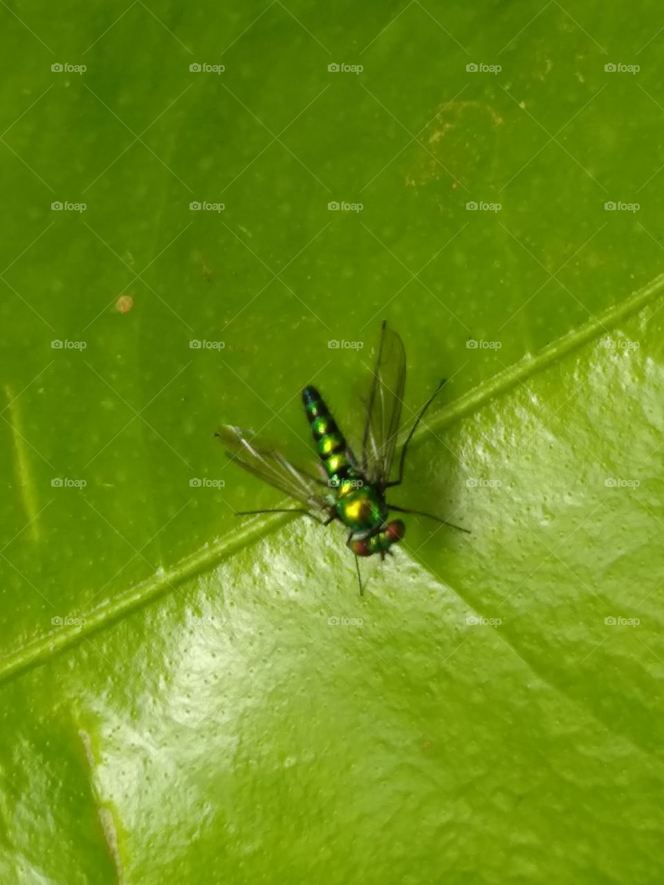 mosca verde