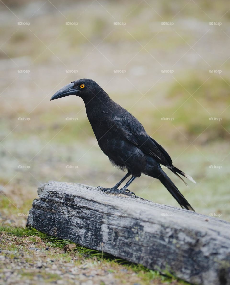 A local black currawong peers back curiously after trying to steal my baguette 
