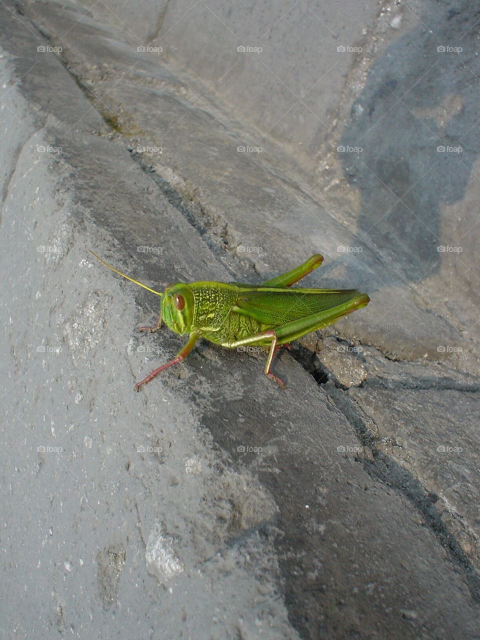 Grasshopper in China