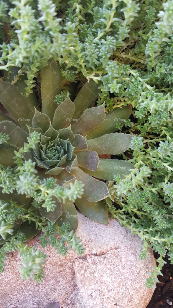 Succulent  Garden