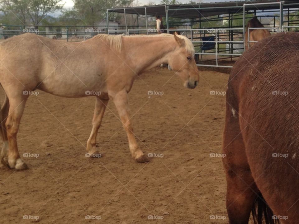 Palomino in corral majestic horses 