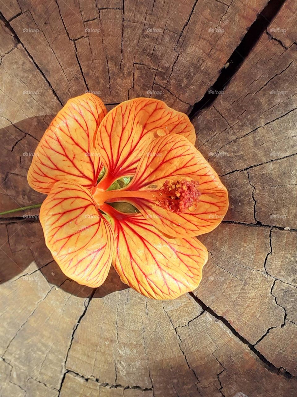 flor sobre un tronco y luz solar