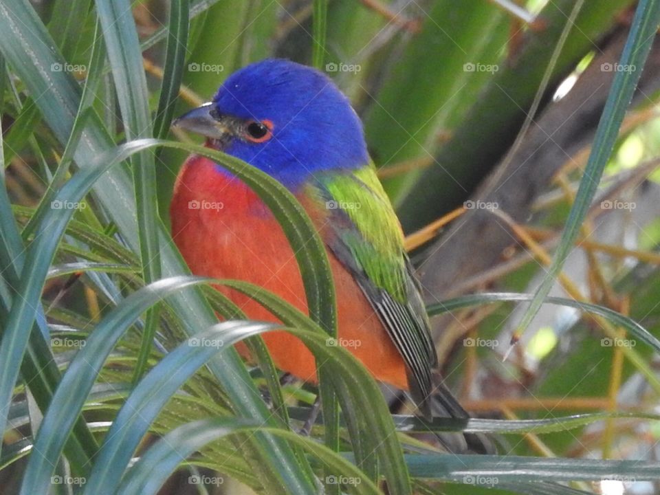 Painted bunting in palm tree