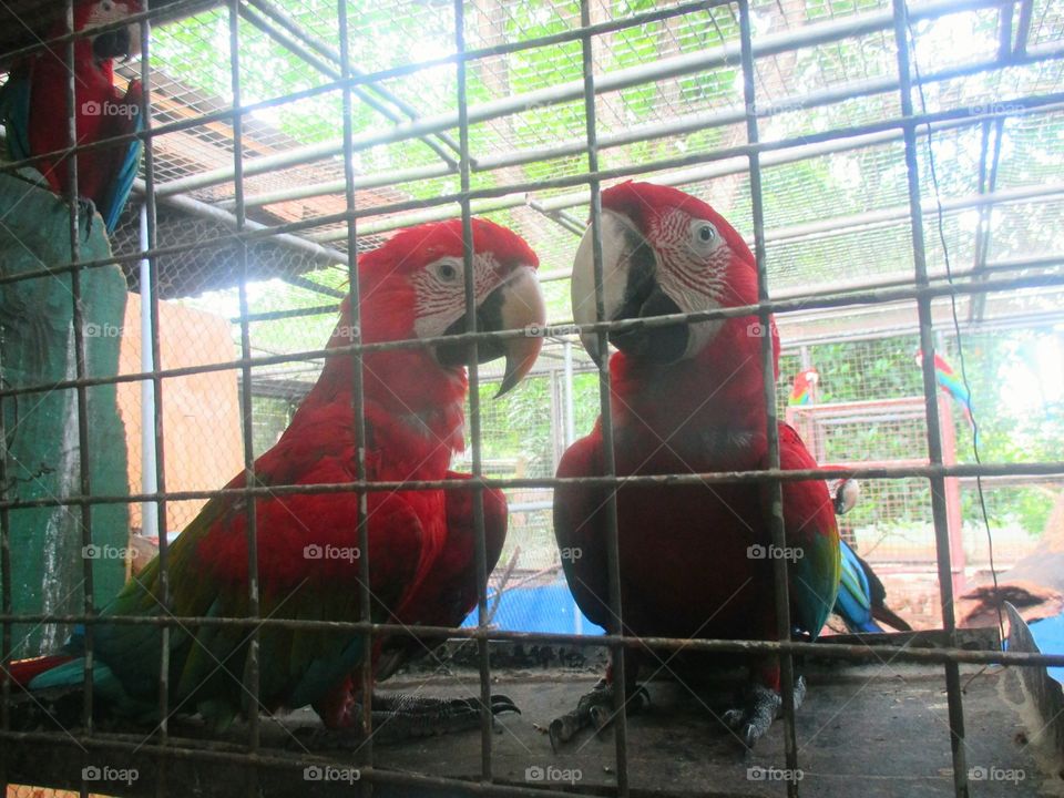 Macaws