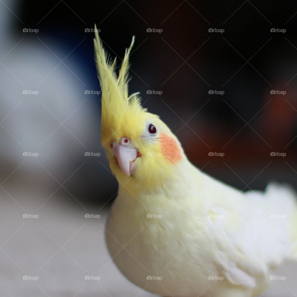 Curious Cockatiel