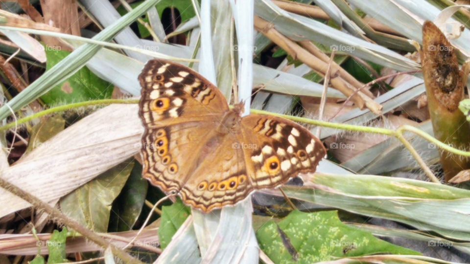 Lemon pansy Butterfly