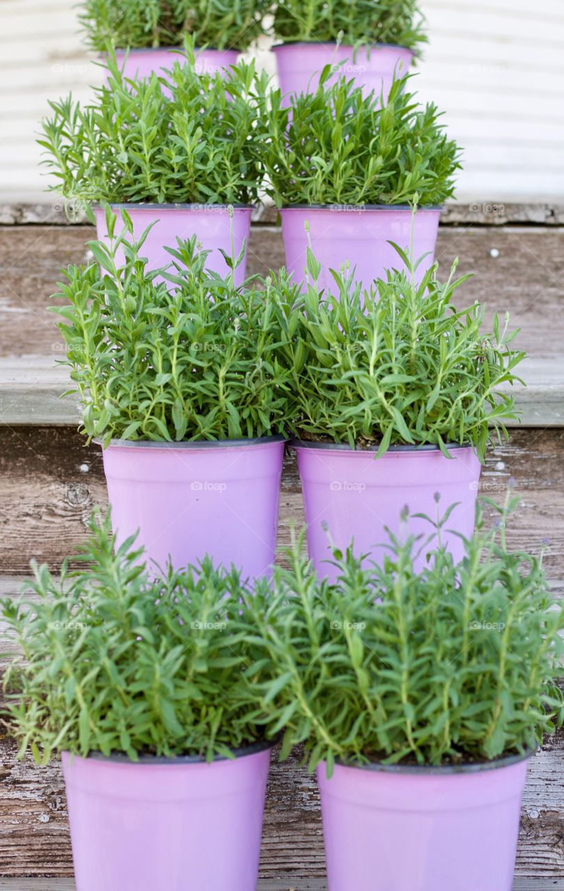 Symmetry Everywhere - lavender bushes in lavender pots arranged vertically on wooden steps