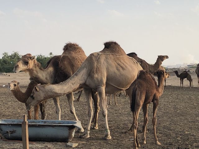With camel
