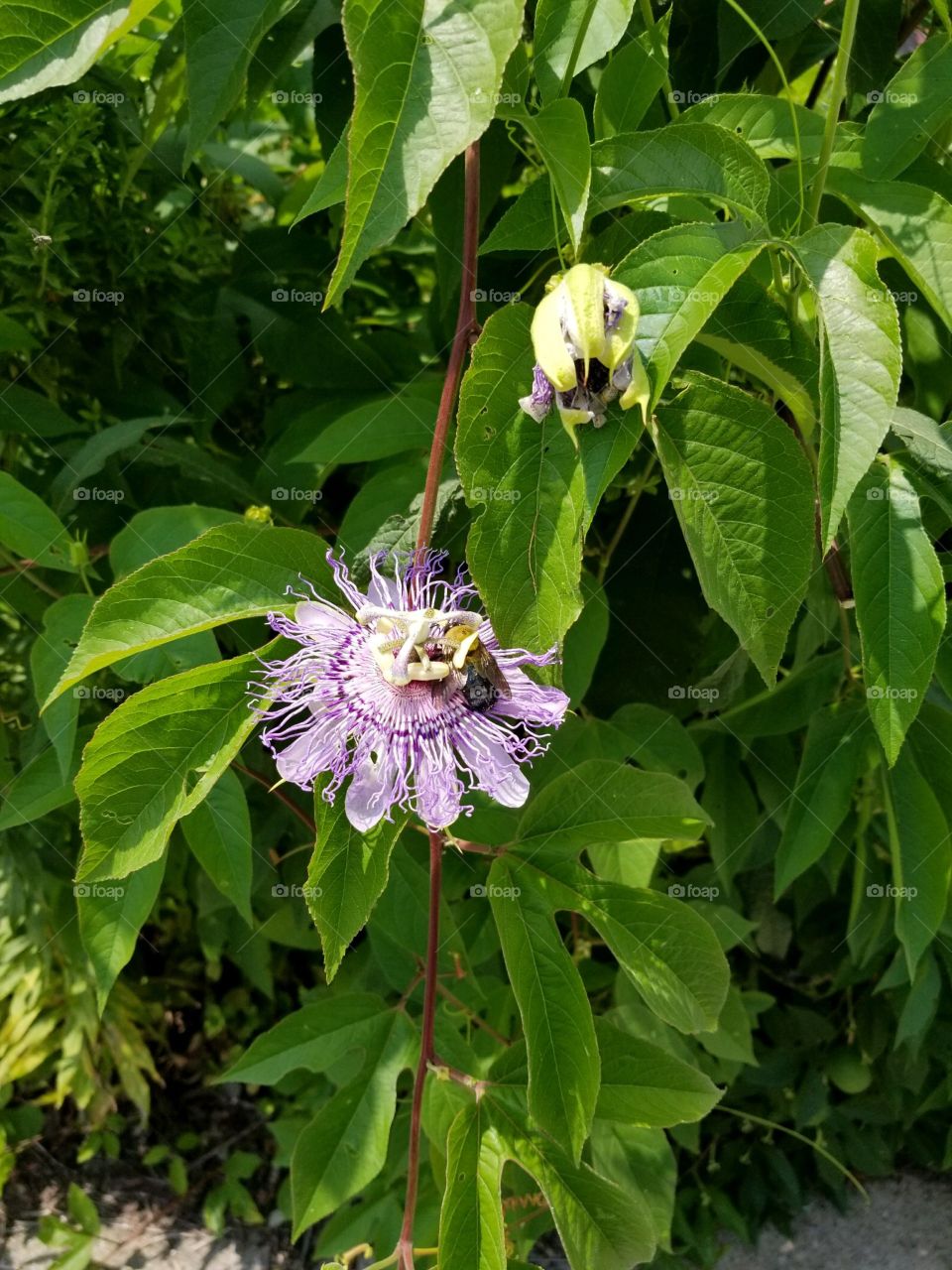 Passion flowers 