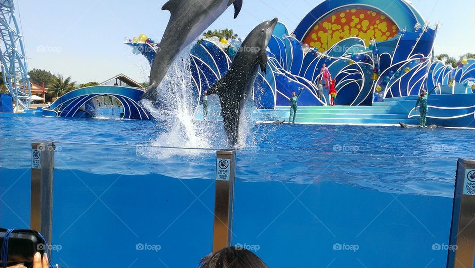 bottle neck dolphins at sea world sandiego