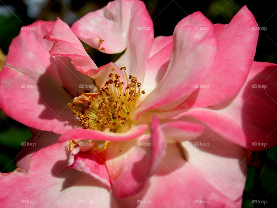 Pink rose flower head detail closeup "Campfire Rose" from the "Canadian Artists Collection" flower beauty with pollen close-up macro photography 