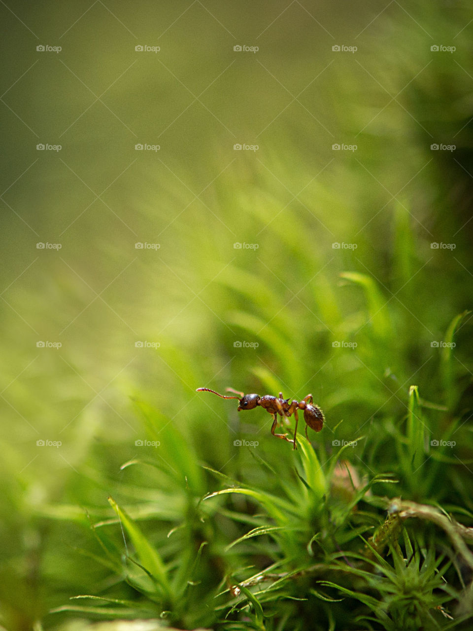 Close up of ants on moss