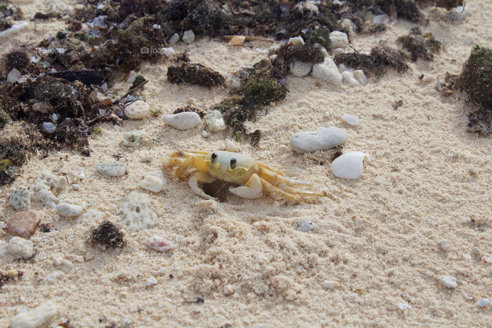 beach sand crab shells by jaedelrey