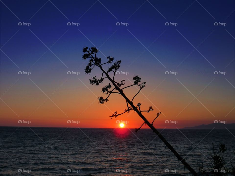 Agave at Sunset over Palinuro ( Italy ).