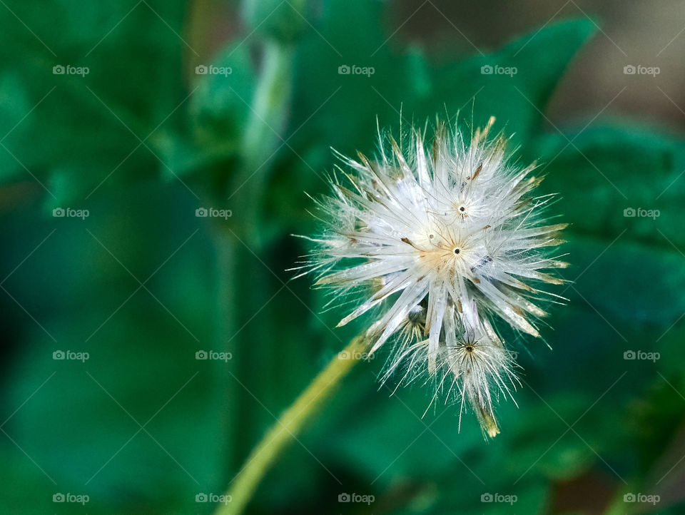 Floral photography - Dandelion