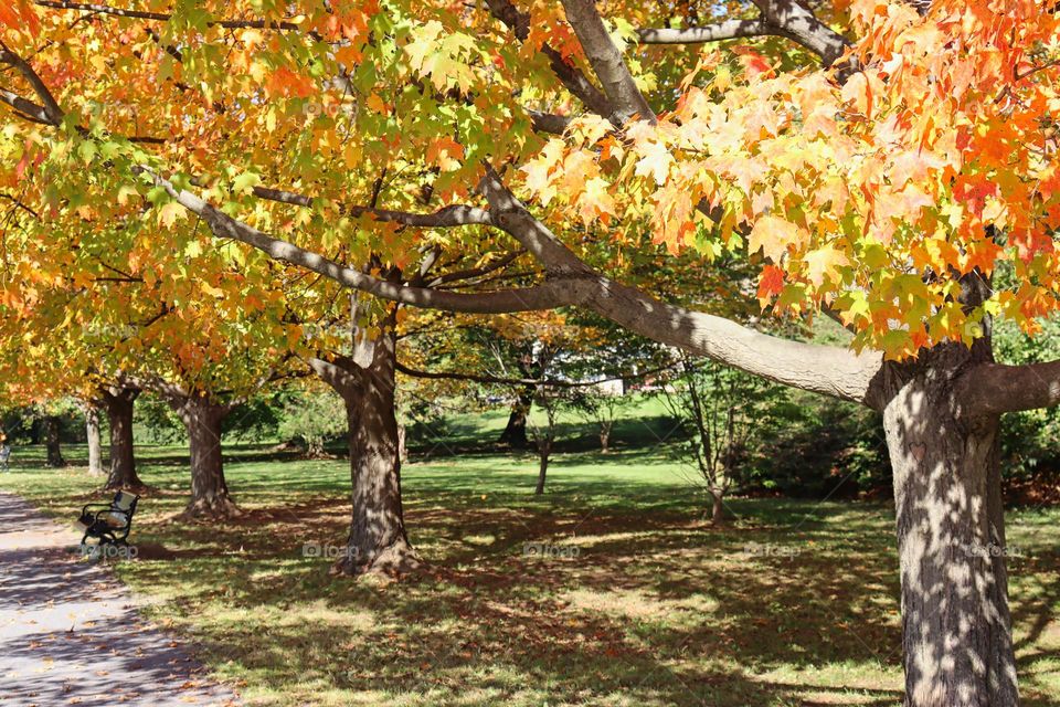 Autumn in the park