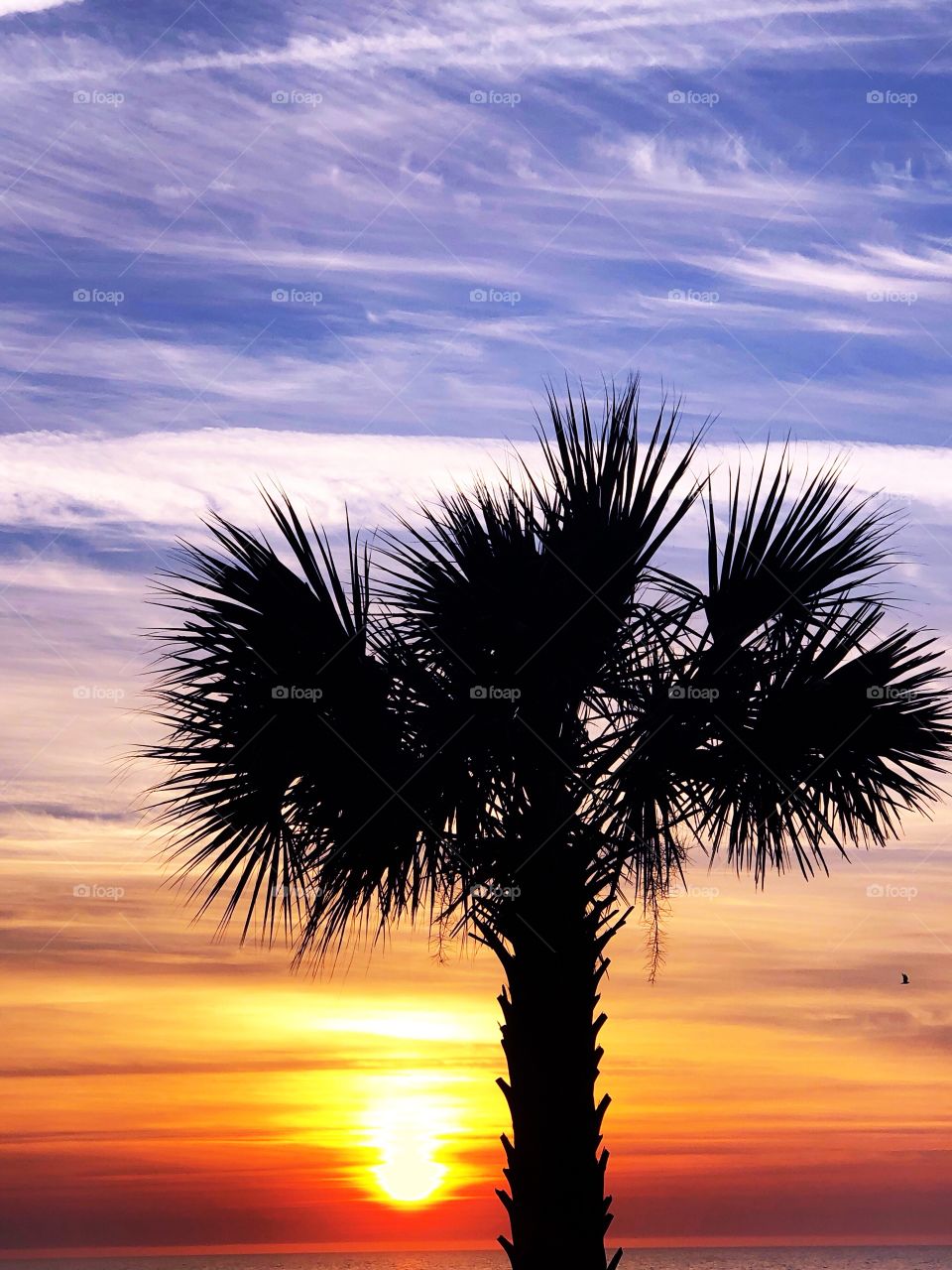 A Palmetto tree silhouetted by a beautiful sunrise in Myrtle Beach South Carolina. 