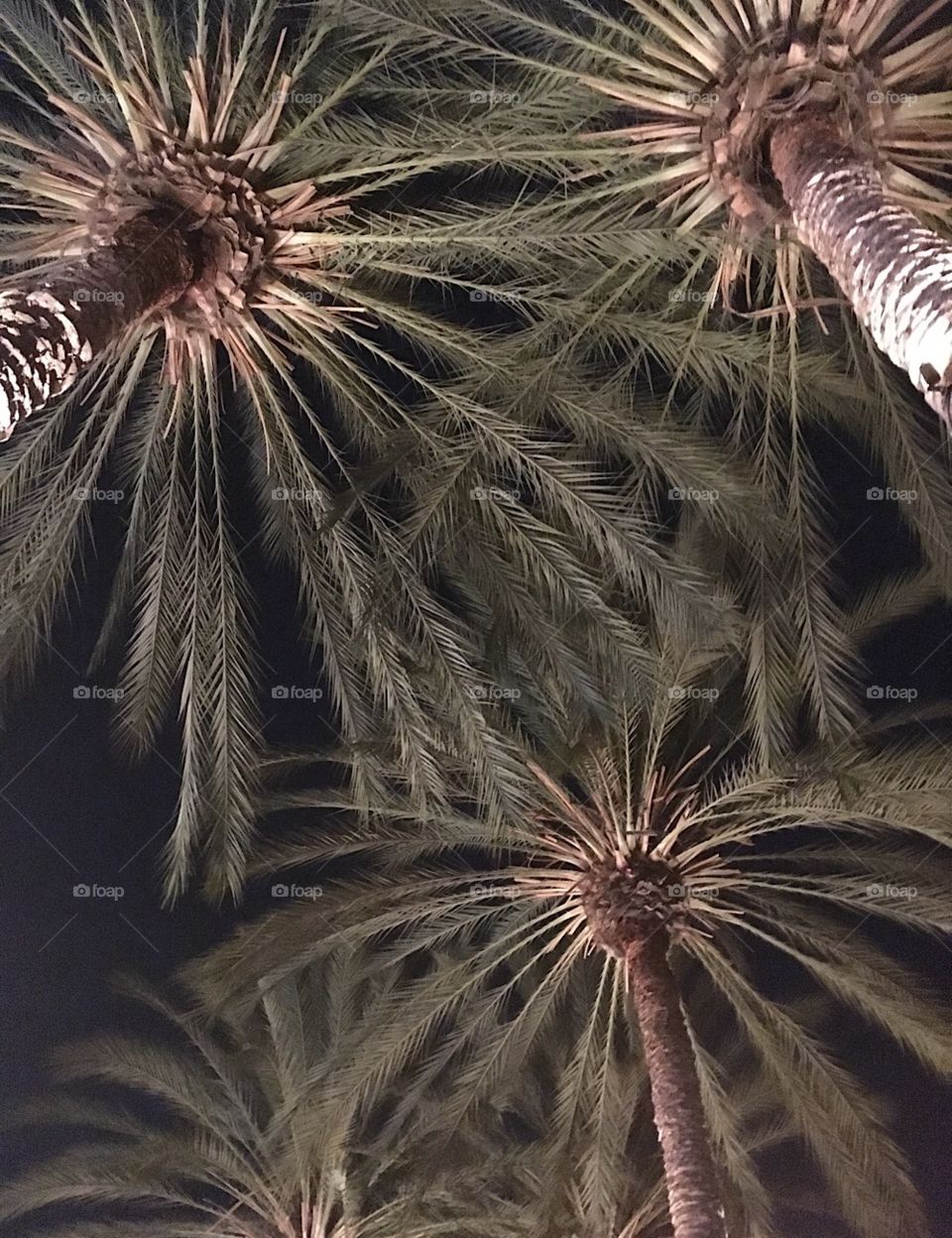 Beautiful, Under the palms on Katella St. Anaheim, CA