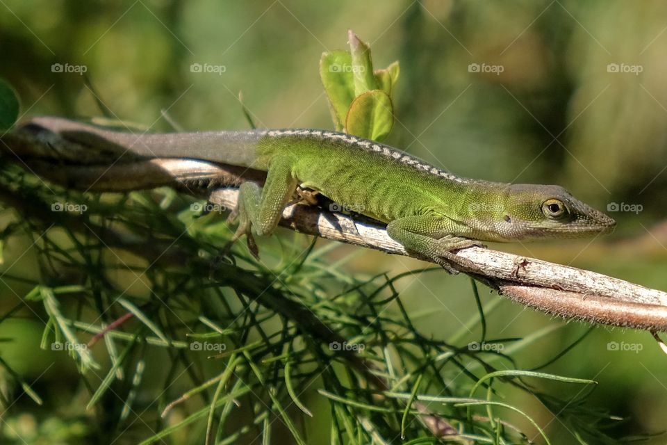 A Carolina anole, also called a green anole, lounges in the bushes while its colors transition between gray and green at Yates Mill County Park in Raleigh North Carolina. 