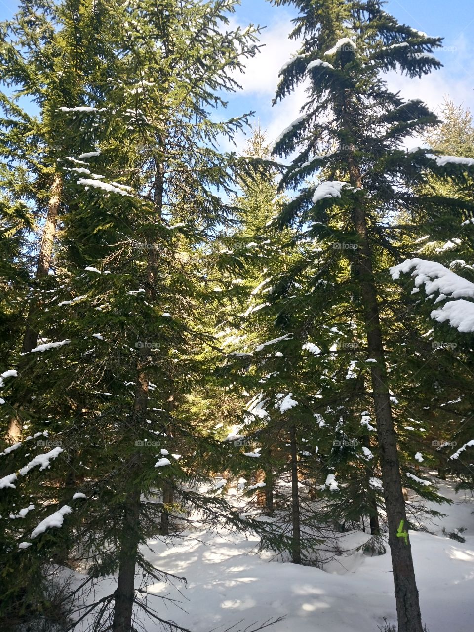polish nature |winter in mountain wood