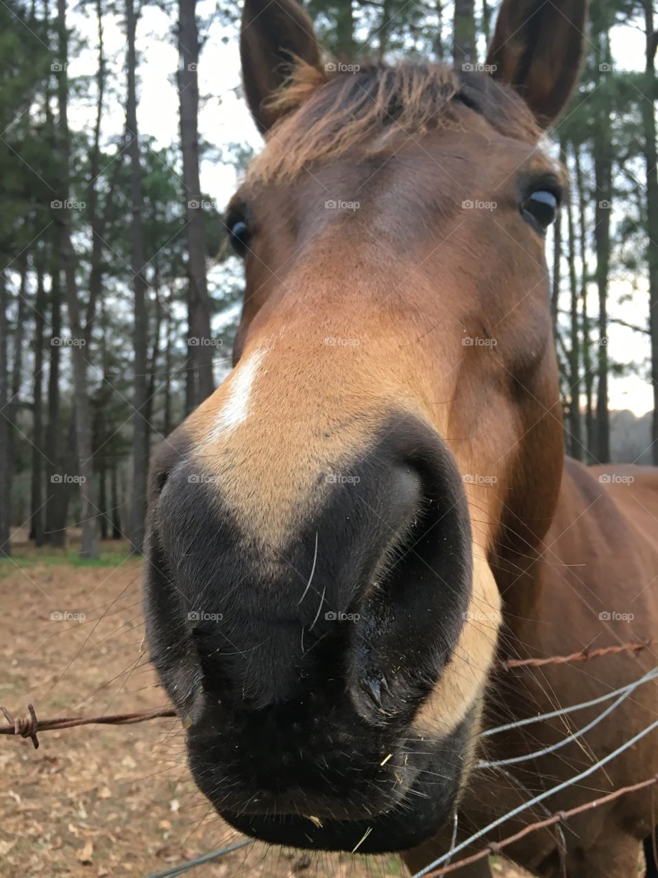 Horse close up 