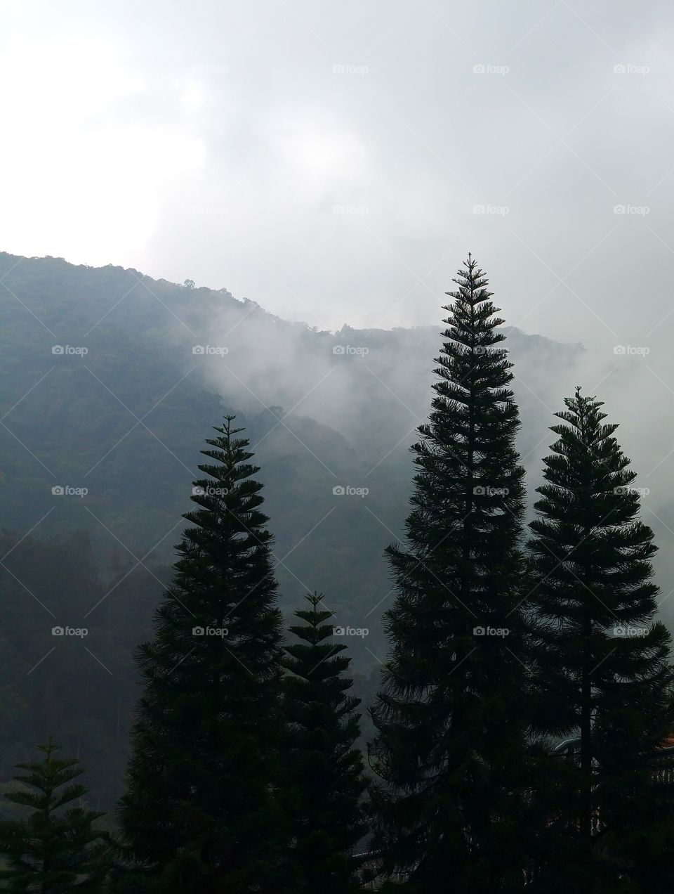 Pine trees on the mountains