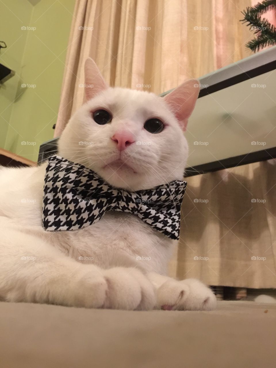 Bow tie kitty cat