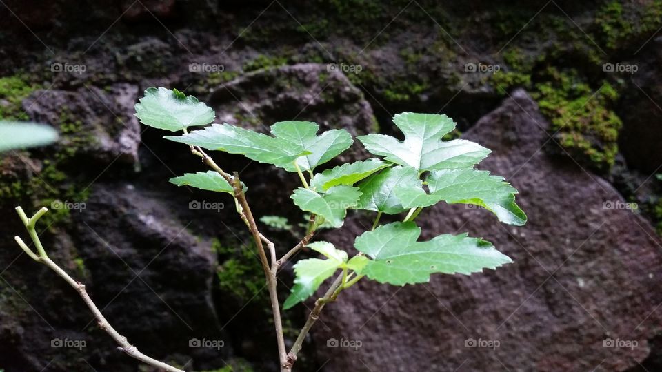 mulberry tree leaves