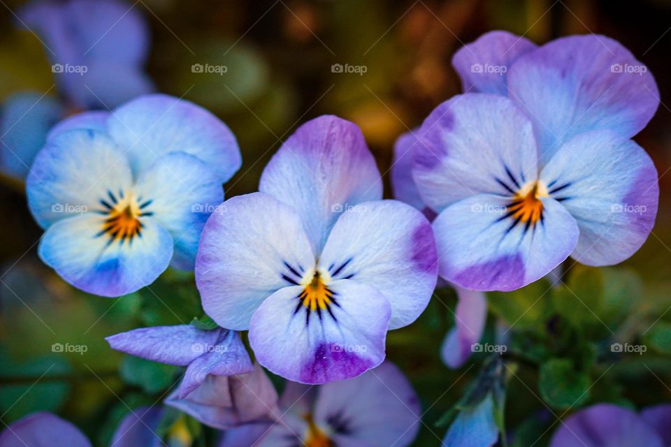 purple flowers - night day flower