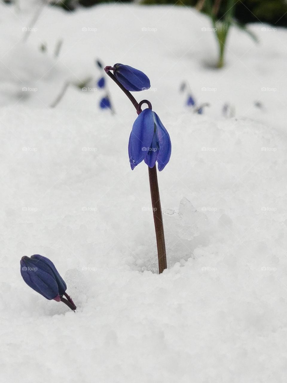 lila blau blue Frühling spring.