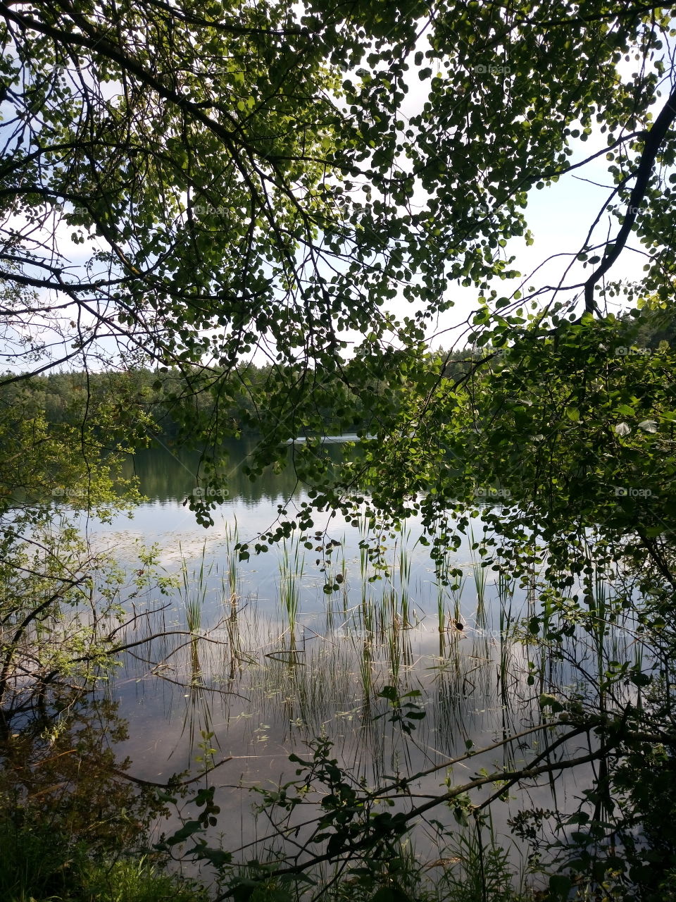 polish nature | a lake