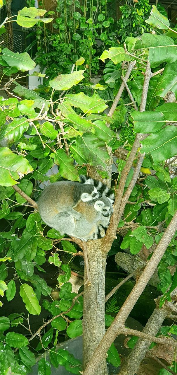 A couple of lemurs