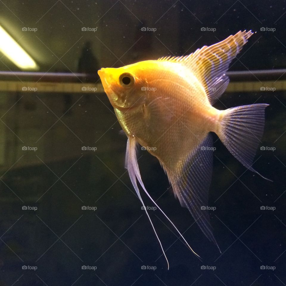 Angelfish. Tropical freshwater angelfish swimming peacefully in home aquarium
