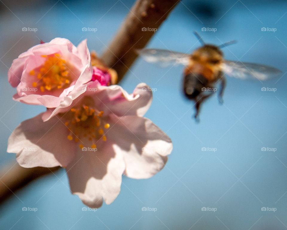 Cherry blossoms and honeybee 