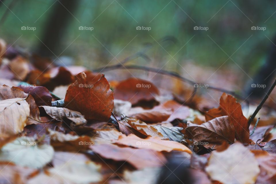 Close-up of autumn leaves